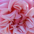 Różowy  - Róże pnące ramblery - Souvenir de J. Mermet
